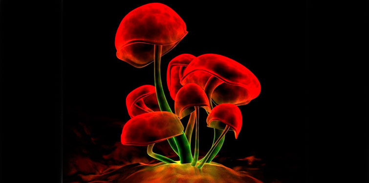 psilocibinovie-gribi