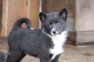 щенок черной лайки