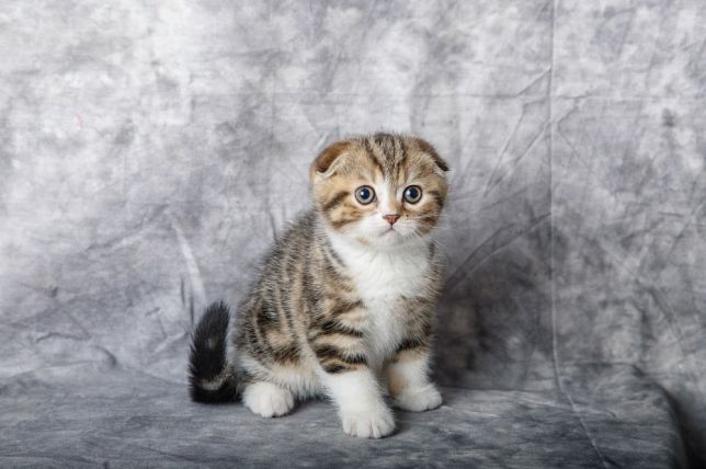 Обзор редких и популярных окрасов шотландской вислоухой кошки