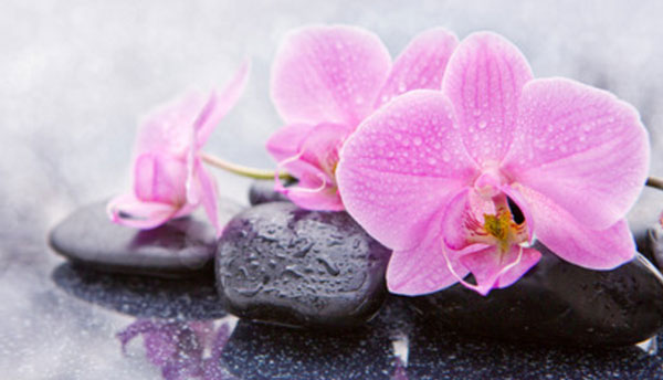 На камнях лежит розовая орхидея