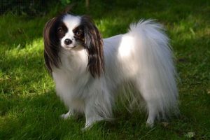 Королевская декоративная порода фален: как подружиться с маленькой питомицей