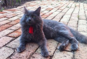 Нибелунг: что представляет собой эта редкая порода котов