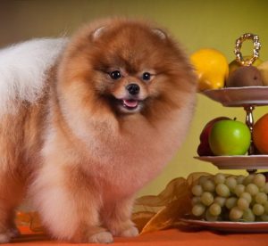 Сравнение двух самых пушистых собак Немецкий и Померанский шпиц: чем отличаются породы?