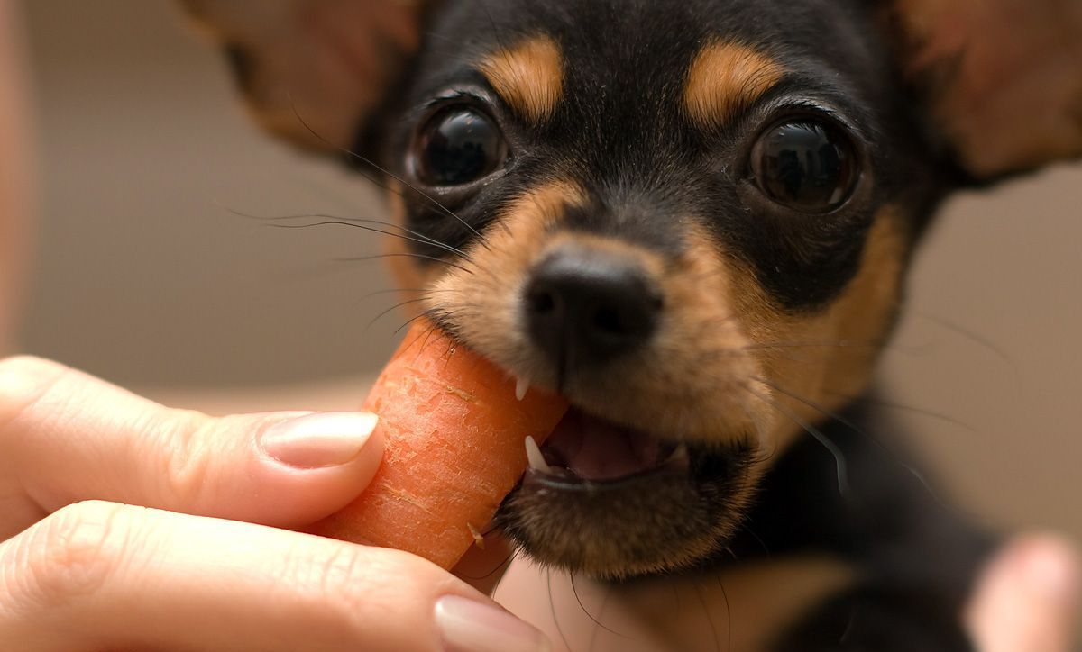 Золотые правила содержания и ухода за Той терьером чем кормить щенка и как воспитывать?