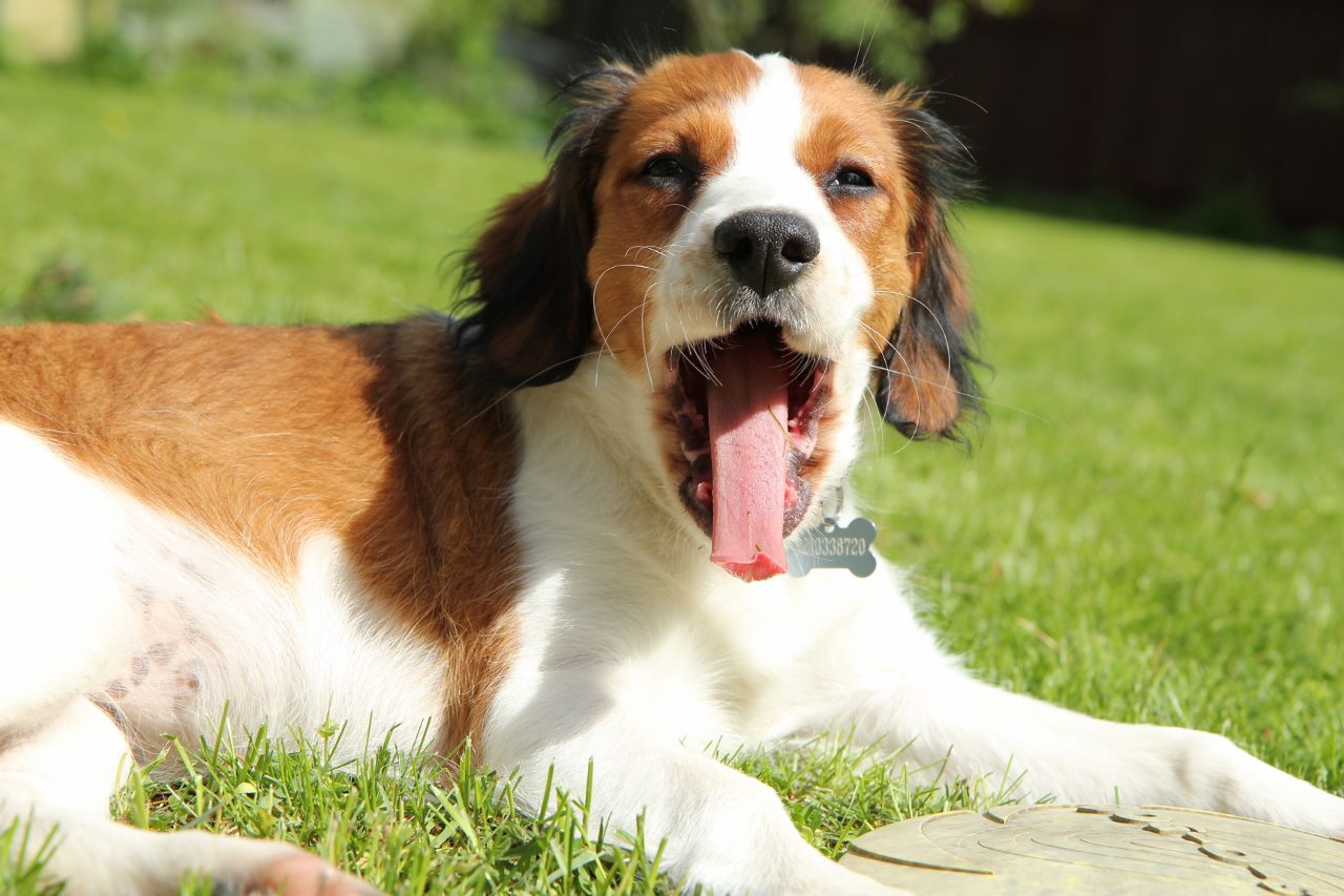 Разновидность спаниеля нидерландский коикерхондье: подружимся с питомцем