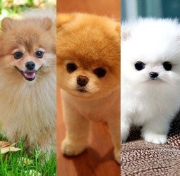 Особенности характера померанский шпиц, что нужно знать будущему владельцу