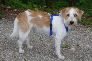 Игривый и дружелюбный немецкий кромфорлендер: особенности характера питомца