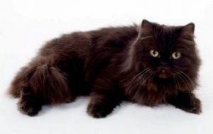 Порода йоркская шоколадная: происхождение, характер