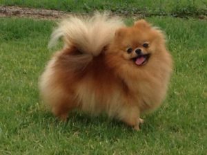 Декоративный шпиц: рекомендации по уходу за вечным ребенком