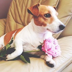 Лучшие и запоминающиеся клички для Джек Рассел терьера: как придумать имя для мальчика и девочки?