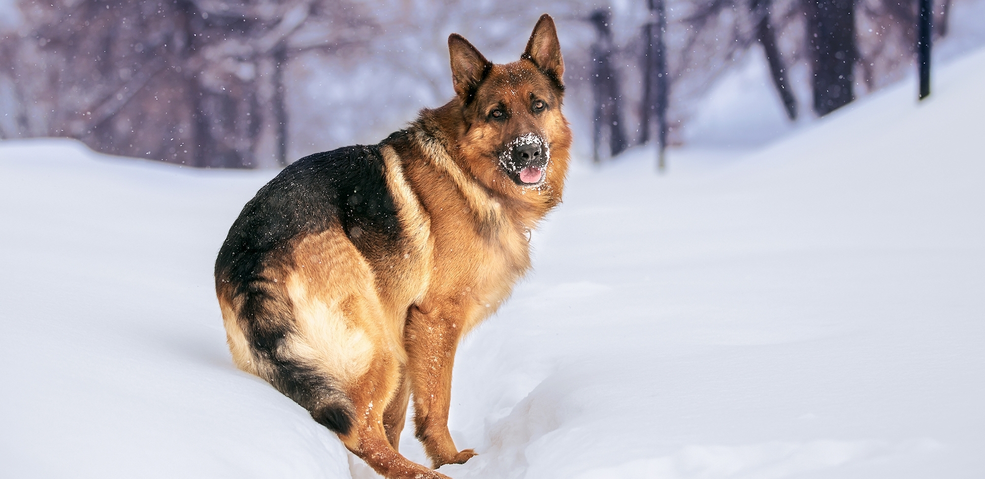 Все о породе собак Немецкая овчарка: когда у нее встают уши и во сколько месяцев их поставить?