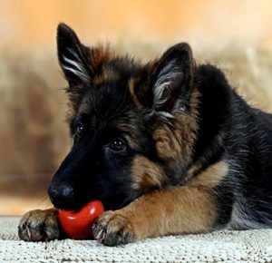 Преданный и умный друг человека Немецкая овчарка: уход и содержание щенка