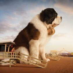 История происхождения собаки