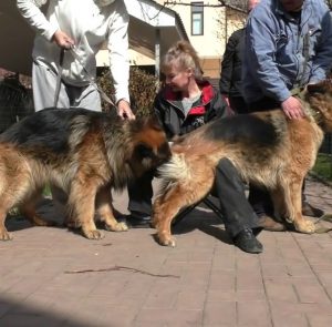 Все, что нужно знать о случке Немецкой овчарки: на какой день делается вязка и как подготовиться?