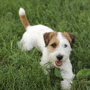 Изобретательный и умный пес Джек Рассел терьер жесткошерстный: описание и правила ухода