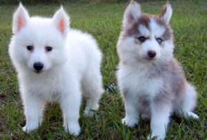 Метис хаски и шпица помски: особенности удивительной породы