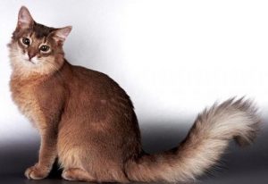 Длинношерстная абиссинская или сомалийская (сомали): особенность характера