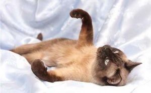 Разновидности окрасов котов тайской породы