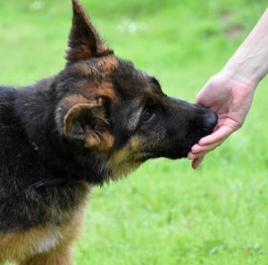 Все о породе собак Немецкая овчарка: когда у нее встают уши и во сколько месяцев их поставить?