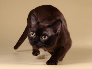 Грация и ум: американская бурма с шелковистой шерстью