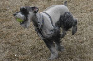 Миттельшнауцер бежит