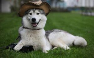 Как назвать собаку породы хаски: советы по выбору клички