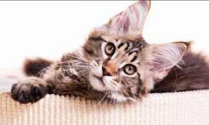 Мейн кун: особенности характера, возможные хронические заболевания