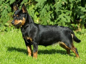 Универсальная пастушья собака ланкаширский хилер: характеристика породы