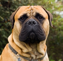 Порода бульмастиф