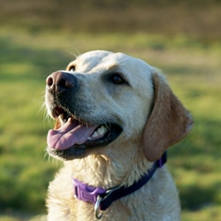 Характер и особенности собаки