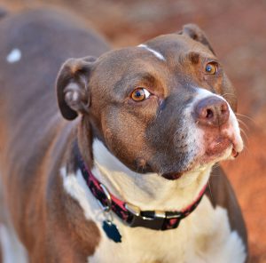 Сравнение двух лучших бойцовских собак чем отличается Стаффордширский терьер (Амстафф) от Питбуля?