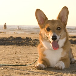 корги порода собак