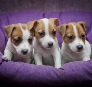 Охотничий шустрик из Британии все о Джек Рассел терьерах: сколько живут и стоят?