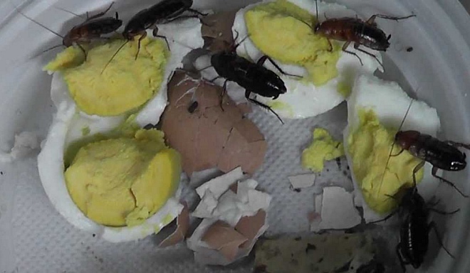 таракан в еде