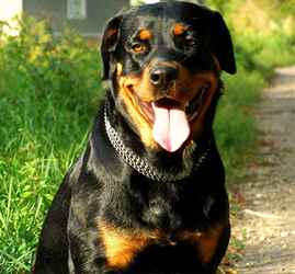 Характер породы