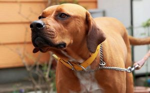 Японская бойцовская порода тоса ину: собака с агрессивным характером