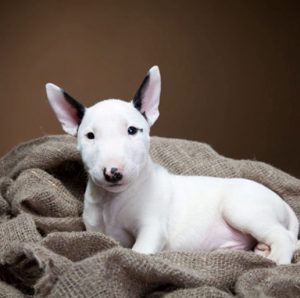 Своенравный и независимый пес Бультерьер: история породы и характер