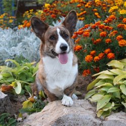 История происхождения породы