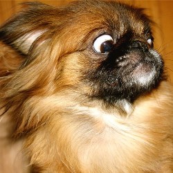 болезни пекинес