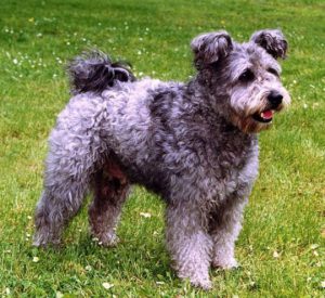 Прекрасный сторож собака пуми: советы, как найти общий язык с четвероногим другом