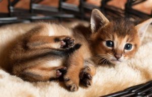 Камышовый кот чаузи: что представляет из себя этот редкий зверь