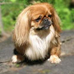 порода пекинес