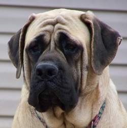 История происхождения породы