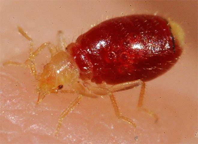 питание клопа