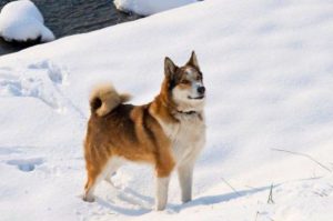 Универсальный питомец западно-сибирская лайка: охранник, охотник, компаньон