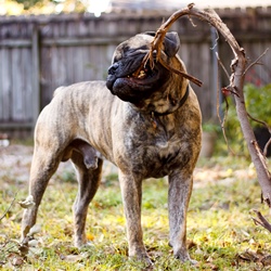Характер бульмастифа