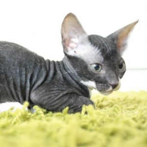 Уникальная и очень редкая порода кошек Велюровый Сфинкс: описание и характер