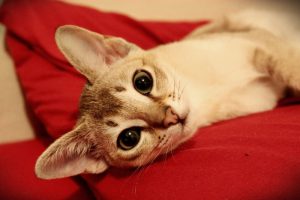 Сингапура: кошка, занесенная в Книгу Рекордов Гиннеса за миниатурные размеры