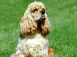 американский кокер спаниель