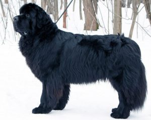 Знакомимся: большой и пушистый, с высоким интеллектом водолаз или ньюфаундленд